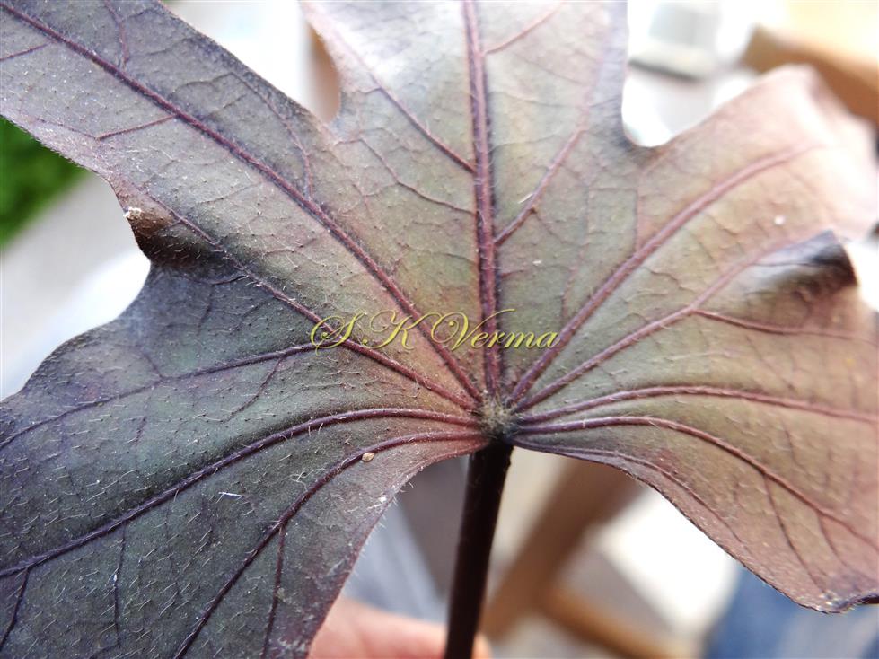  Leaf base-Abaxial view